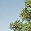 Larix decidua, habit