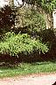 Larix decidua, habit