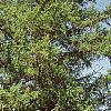 Larix decidua, habit