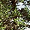 Larix decidua, habit
