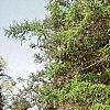 Larix decidua, habit