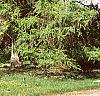 Larix decidua, habit