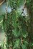 Larix decidua, leaves