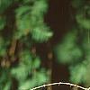 Larix decidua, leaves