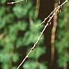 Larix decidua, leaves