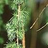 Larix decidua, leaves
