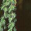 Larix decidua, leaves
