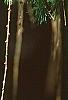 Larix decidua, leaves