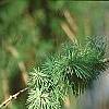 Larix decidua, leaves