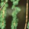 Larix decidua, leaves