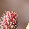 Larix decidua, flowers