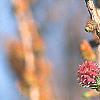 Larix decidua, flowers