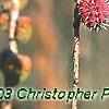 Larix decidua, flowers