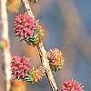 Larix decidua, flowers