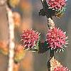 Larix decidua, flowers