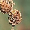 Larix decidua, fruit