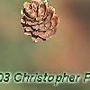 Larix decidua, fruit