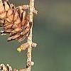 Larix decidua, fruit