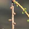 Larix decidua, fruit