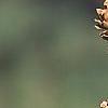 Larix decidua, fruit