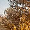 Larix decidua, fall color