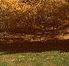Larix decidua, fall color