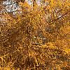 Larix decidua, fall color
