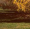 Larix decidua, fall color