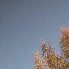 Larix decidua, fall color