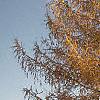 Larix decidua, fall color