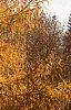 Larix decidua, fall color