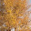 Larix decidua, fall color