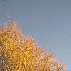 Larix decidua, fall color