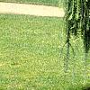 Larix decidua 'Pendula', habit
