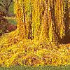 Larix decidua 'Pendula', fall color