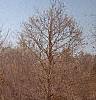 Larix decidua 'Pendula', fall color