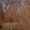 Larix decidua 'Pendula', fall color