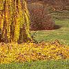 Larix decidua 'Pendula', fall color