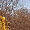 Larix decidua 'Pendula', fall color