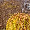 Larix decidua 'Pendula', fall color