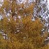 Larix decidua ssp. polonica, habit