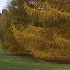 Larix decidua ssp. polonica, habit