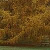 Larix decidua ssp. polonica, habit