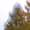 Larix decidua ssp. polonica, habit