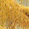 Larix decidua ssp. polonica, fall color