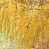 Larix decidua ssp. polonica, fall color