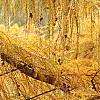 Larix decidua ssp. polonica, fall color