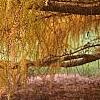 Larix decidua ssp. polonica, fall color