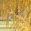 Larix decidua ssp. polonica, fall color