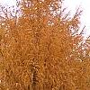 Larix gmelinii var. olgensis, habit